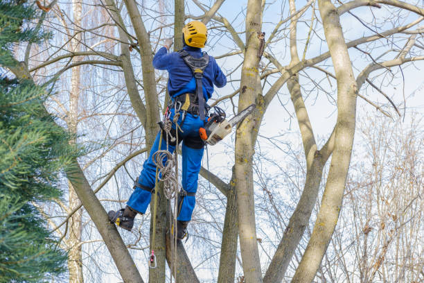 Best Tree Risk Assessment  in Four Corners, MD